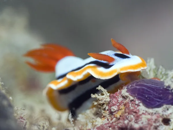 Nudibranch underwater. — Stock Photo, Image