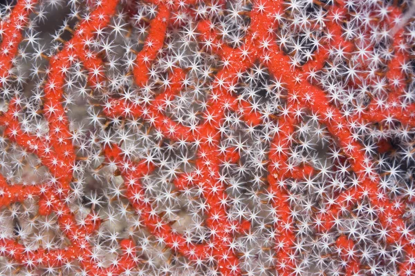 Κοραλλιογενείς υφή — Φωτογραφία Αρχείου