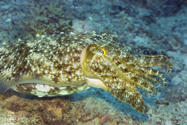 Tintenfische unter Wasser — Stockfoto