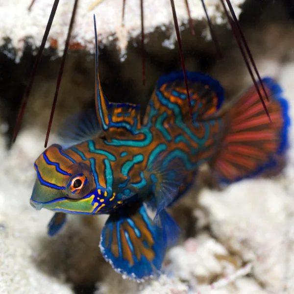 Tropische vissen blauwe mandarijn pitvis — Stockfoto