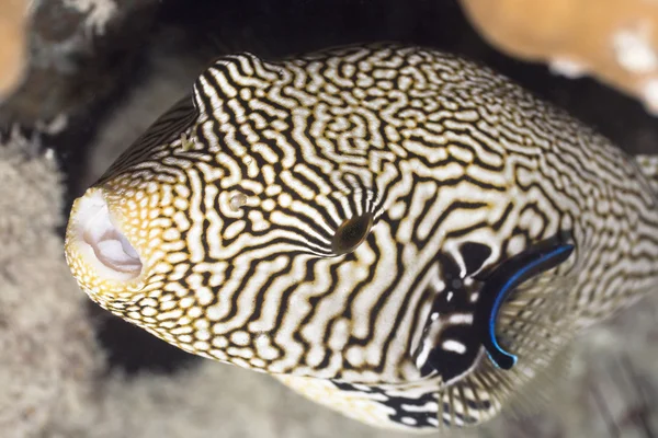 Tropecal fish pufferfish — Stock Photo, Image
