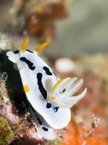 Nudibranch subaquático . — Fotografia de Stock