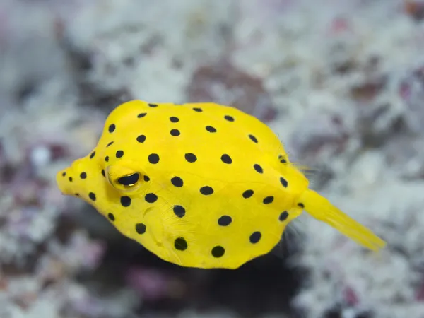 Black-spotted boxfish — Stock Photo, Image