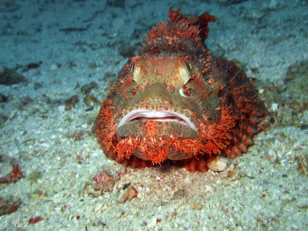 Tropical fish scorpionfish — Stock Photo, Image