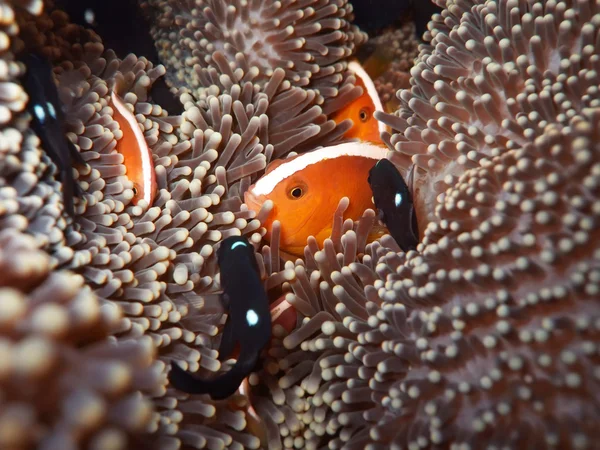 Anemone och clownfishes. — Stockfoto
