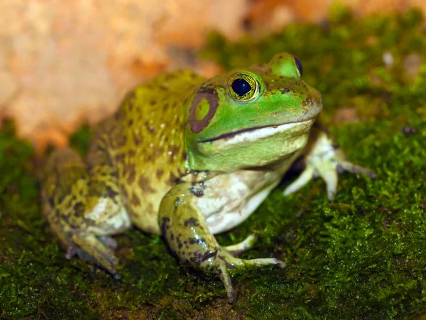 미국의 bullfrog — 스톡 사진