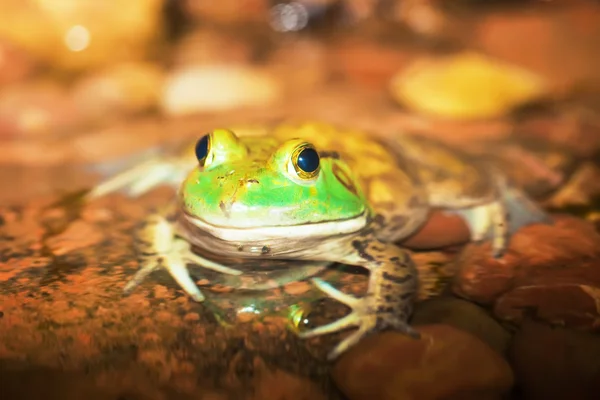 미국의 bullfrog — 스톡 사진