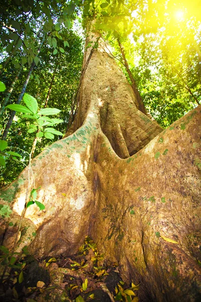Grande albero — Foto Stock
