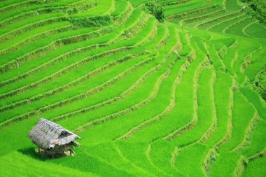 Rice field terraces clipart