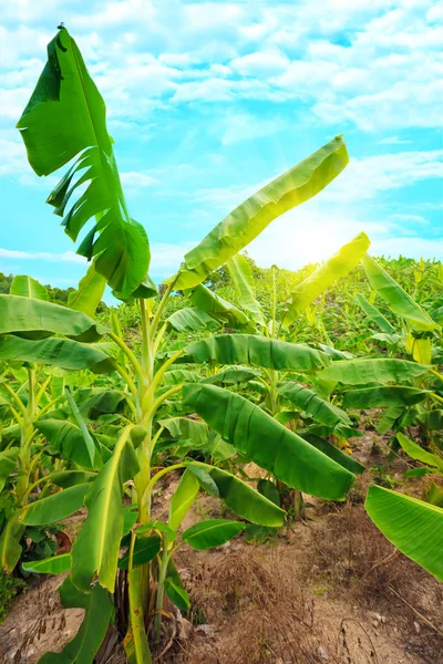 Plantação de bananas — Fotografia de Stock