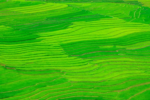 Рисові поля тераси — стокове фото