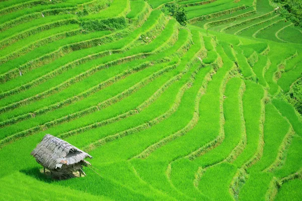 Rýžové pole terasy — Stock fotografie