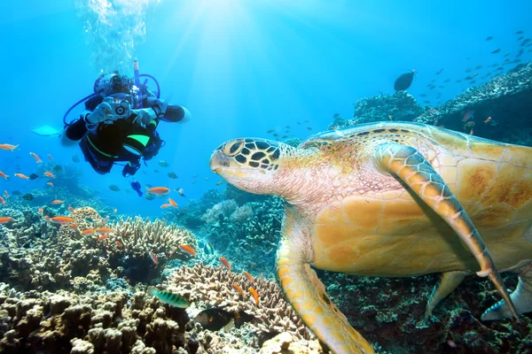 Zelená želva pod vodou — Stock fotografie