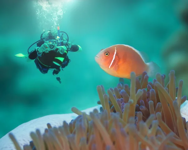 Pembe clownfish ve dalgıç — Stok fotoğraf