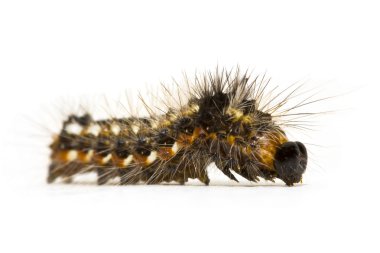 Caterpillar close-up clipart