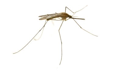 Mosquito clipart