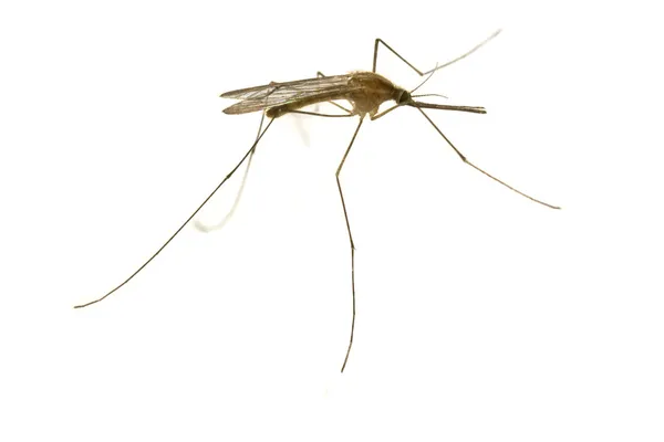 Mosquito. — Foto de Stock