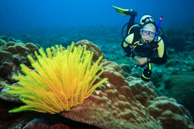 Diver and feather star clipart