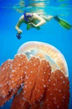 Snorkeling with jellyfish clipart