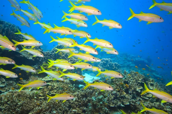 School van yellowfin Zeebarbelen — Stockfoto