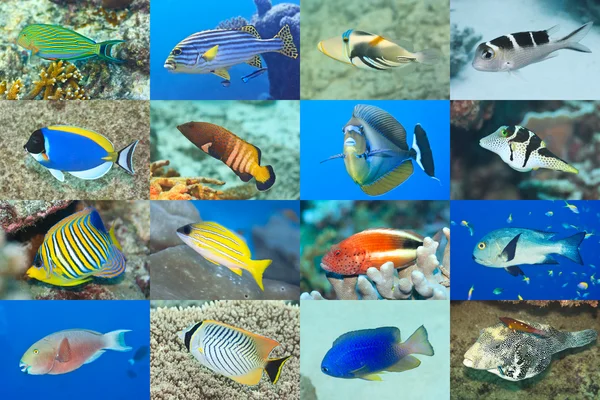Conjunto de 16 peixes — Fotografia de Stock