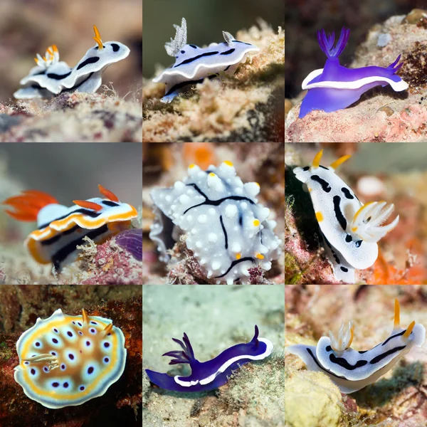 Conjunto de nudibranches — Fotografia de Stock