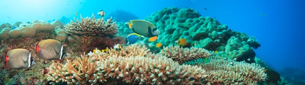 Onderwater panorama — Stockfoto