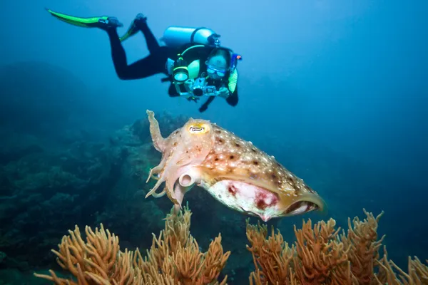 Diver och bläckfisk — Stockfoto