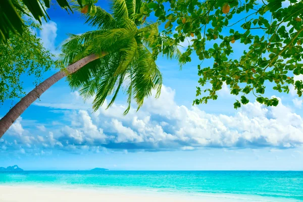 Palmtree on the beach — Stock Photo, Image