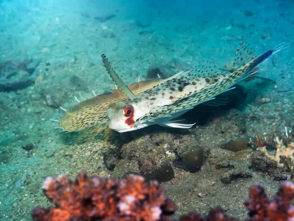 Tropical fish Commonhelmet Gurnard — Stock Photo, Image