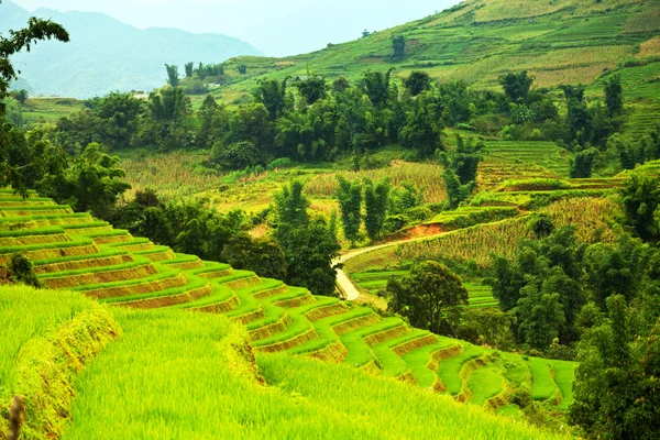 Terrazze campo di riso — Foto Stock