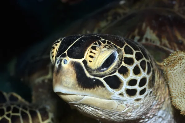 Χελώνα — Φωτογραφία Αρχείου