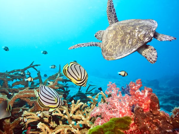 Butterflyfishes and turtle — Stock Photo, Image