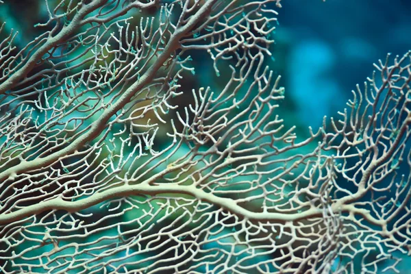 Textura de coral —  Fotos de Stock