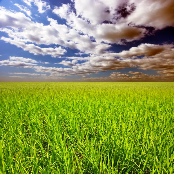Rice field Stock Picture