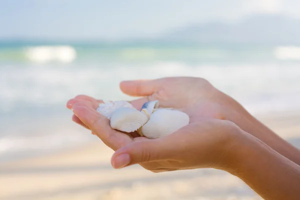 Seashells em mãos — Fotografia de Stock