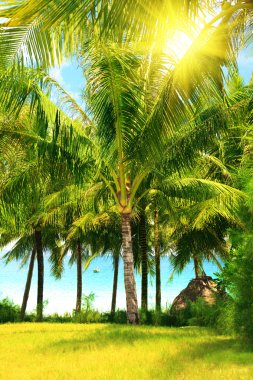 Tropical garden clipart