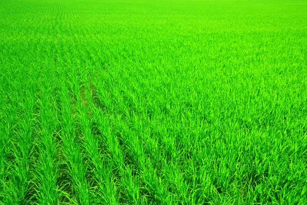 Pole ryżowe — Zdjęcie stockowe