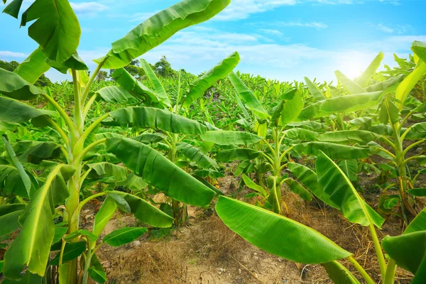 Plantacja bananów — Zdjęcie stockowe