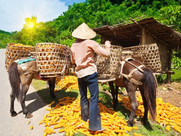 stock image Corn crop