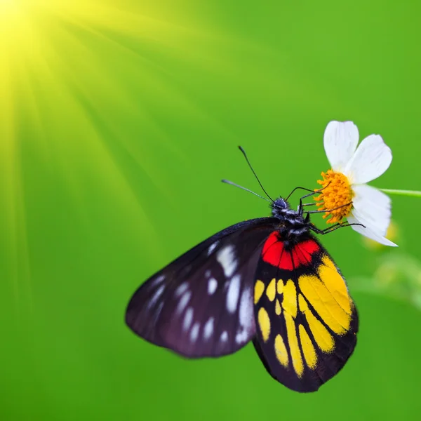 Stock image Butterfly