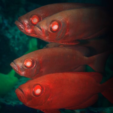 Cardinalfishes clipart