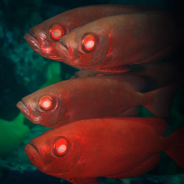 Kardinalfische — Stockfoto