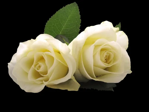 Duas rosas — Fotografia de Stock