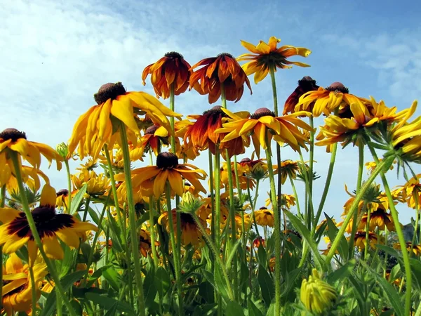 Sommar blommor — Stockfoto