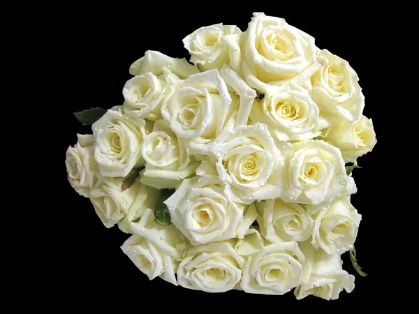 Weiße Rosen Stockbild
