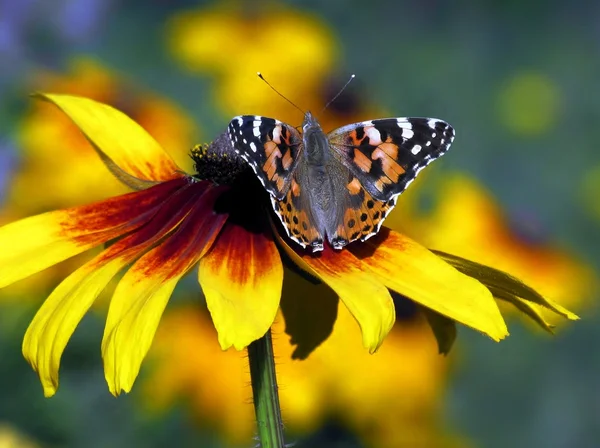 Schmetterling auf einer Blume lizenzfreie Stockbilder