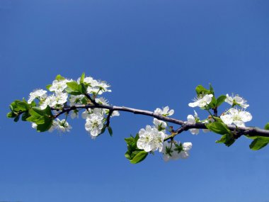 Fruit tree with flowers clipart