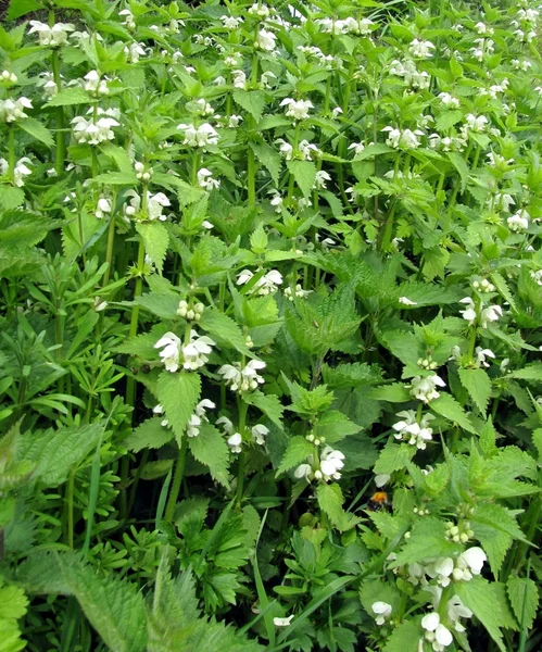 Stock image Nettle