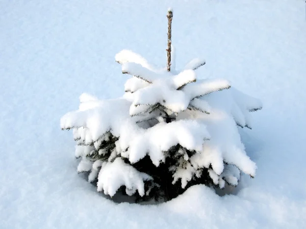 Winter spruce — Stock Photo, Image